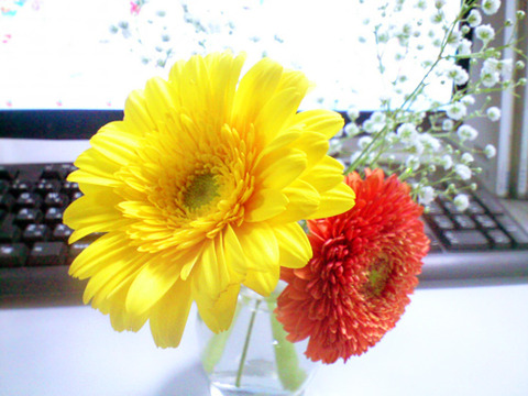 お花をいただきました♪