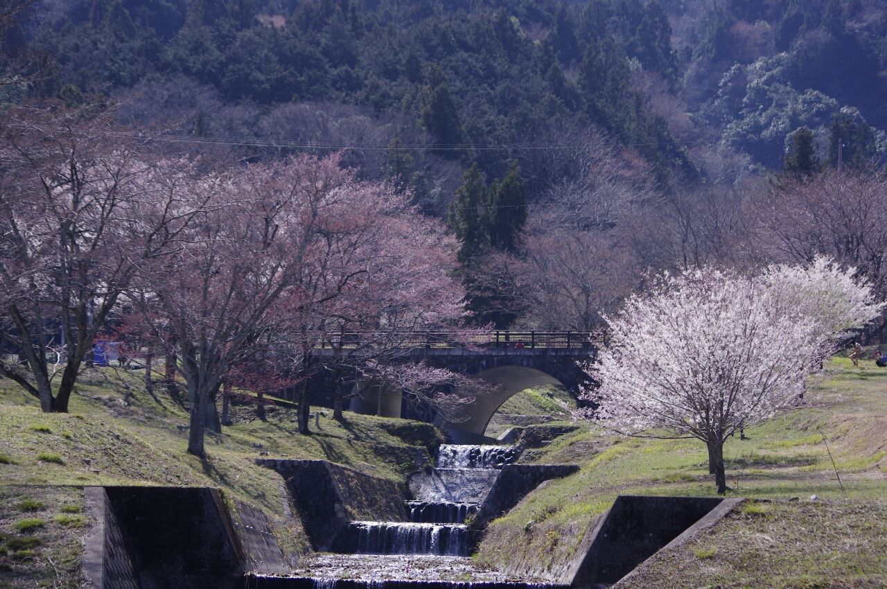 桜 桜 桜 池田町 霞間ヶ渓 Ibisuki