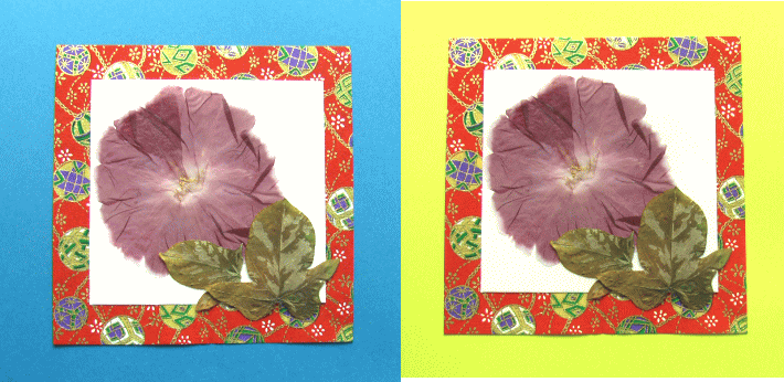 朝顔の押し花 飾り方のご提案 四つ葉のクローバーな日々 押し花職人の制作日記