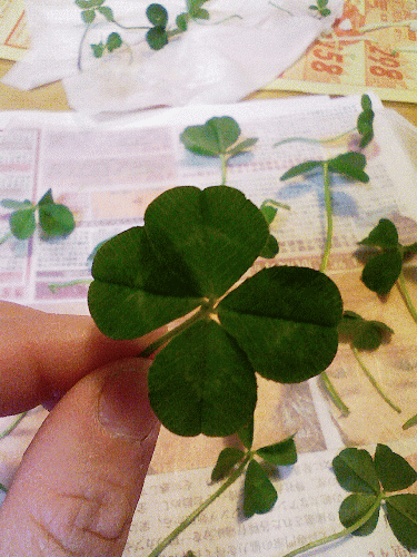 人気ブランドの Happy Lucky 天然 露地の四つ葉のクローバー押し花のしおり 見本 ハンドメイド その他 人気ブランドの Happy Lucky 天然 露地の四つ葉のクローバー押し花のしおり 見本 ハンドメイド その他
