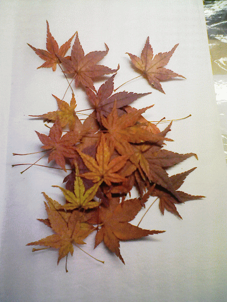 紅葉の押し葉 四つ葉のクローバーな日々 押し花職人の制作日記 紅葉の押し葉 四つ葉のクローバーな日々 押し花職人の制作日記