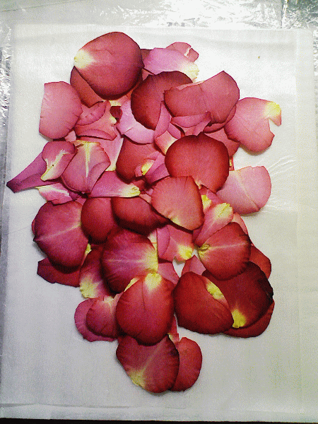 バラの花びら 四つ葉のクローバーな日々 押し花職人の制作日記