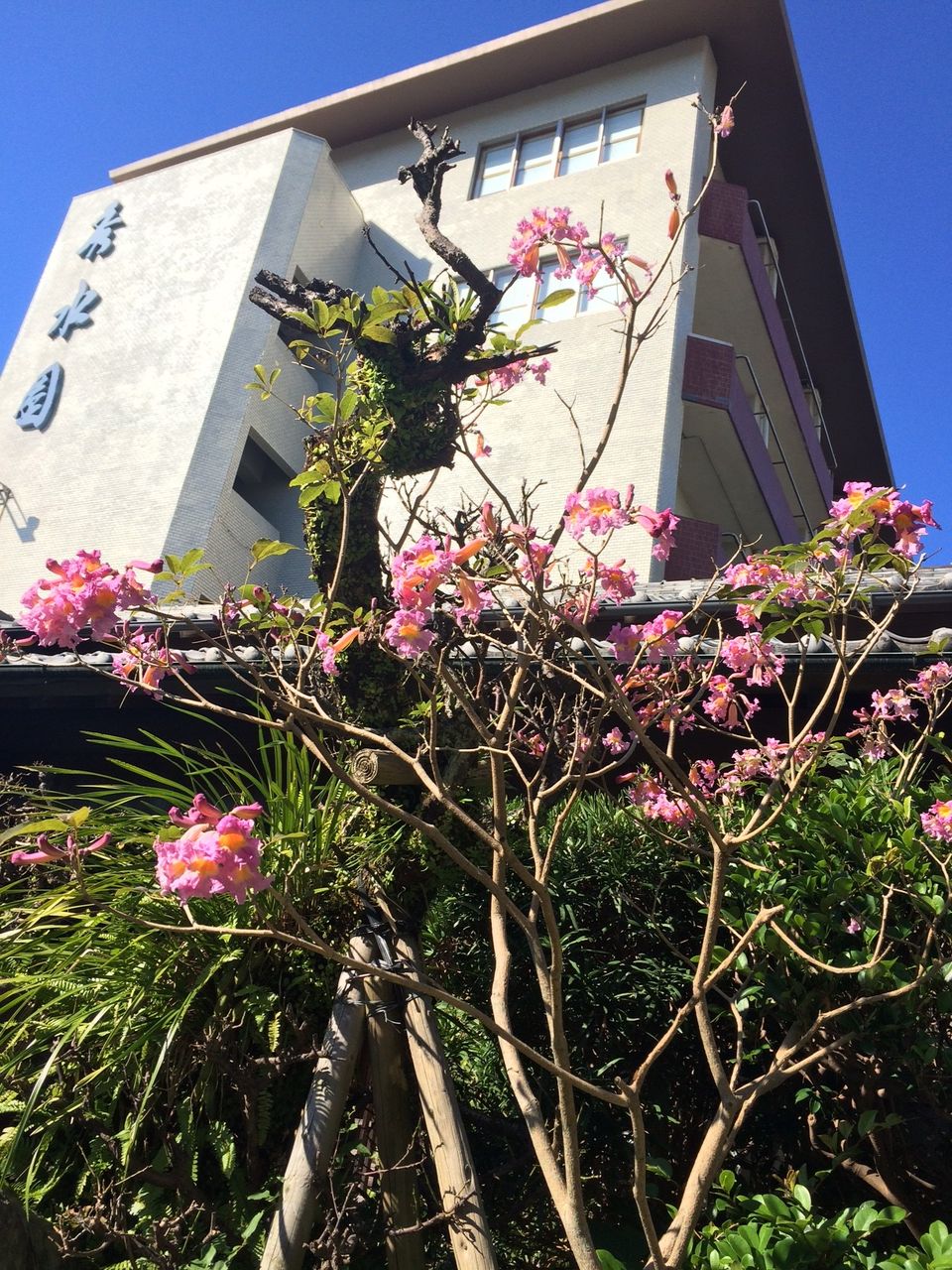 イペーが咲きました 指宿温泉 旅館 いぶすき秀水園 Blog