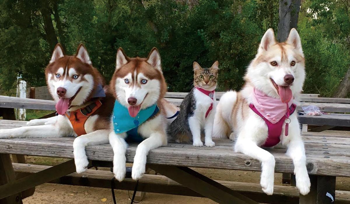 画像 ハスキー犬に育てられた猫ｗｗｗｗｗｗｗｗｗｗｗｗ ｘｘニュース