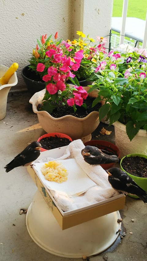 リアル｢コード・ブルー｣