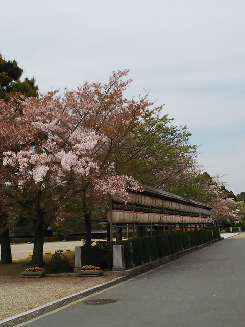 御誕生祭の提灯揃う。