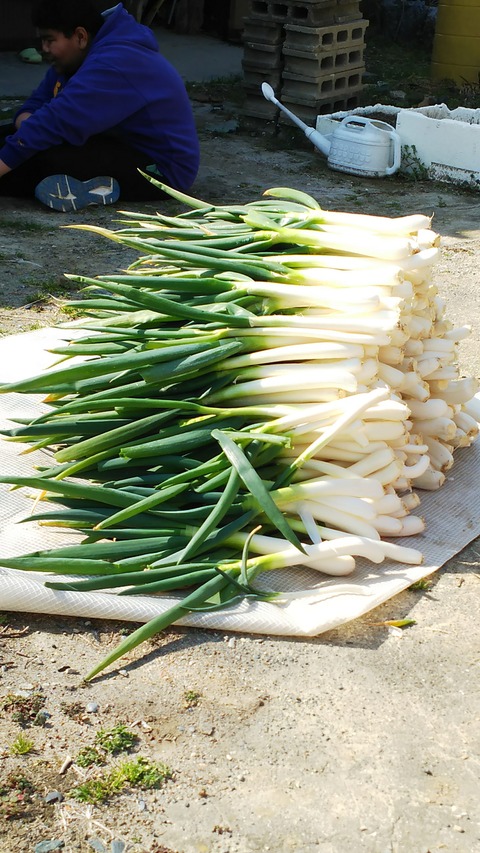 バザー収穫と舞の海秀平さん講演会