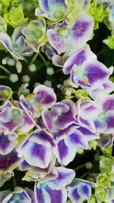 蒲郡形原温泉第31回あじさいの里祭