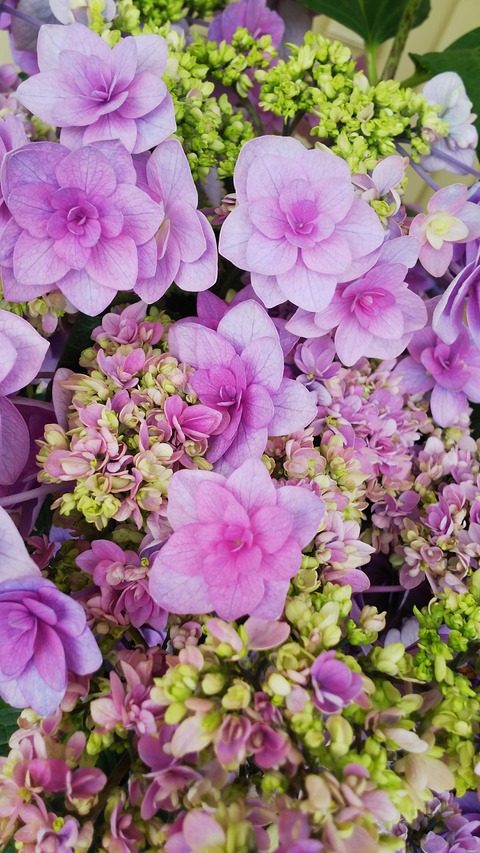 クラヴィス アルクス