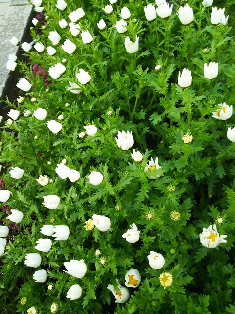 大教会の台所ひのきしん当番と、回転寿司決着。