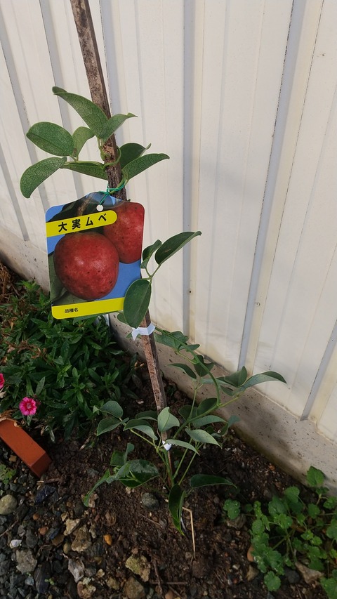 ムベのトリセツ