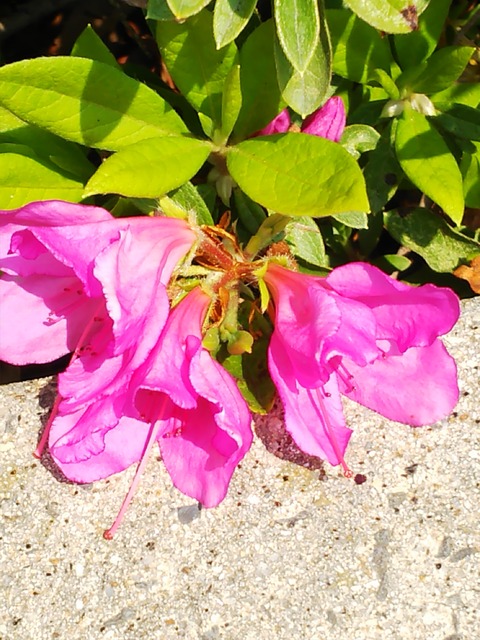 さつきが咲いた。