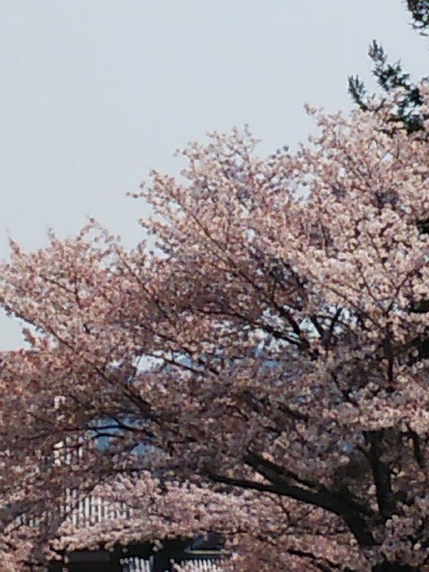 夕桜 おやさまご誕生祭（こどもおぢばがえり、今年は中止決定）