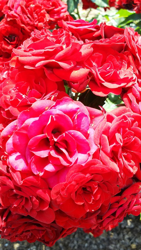 両方患側になりにけり。