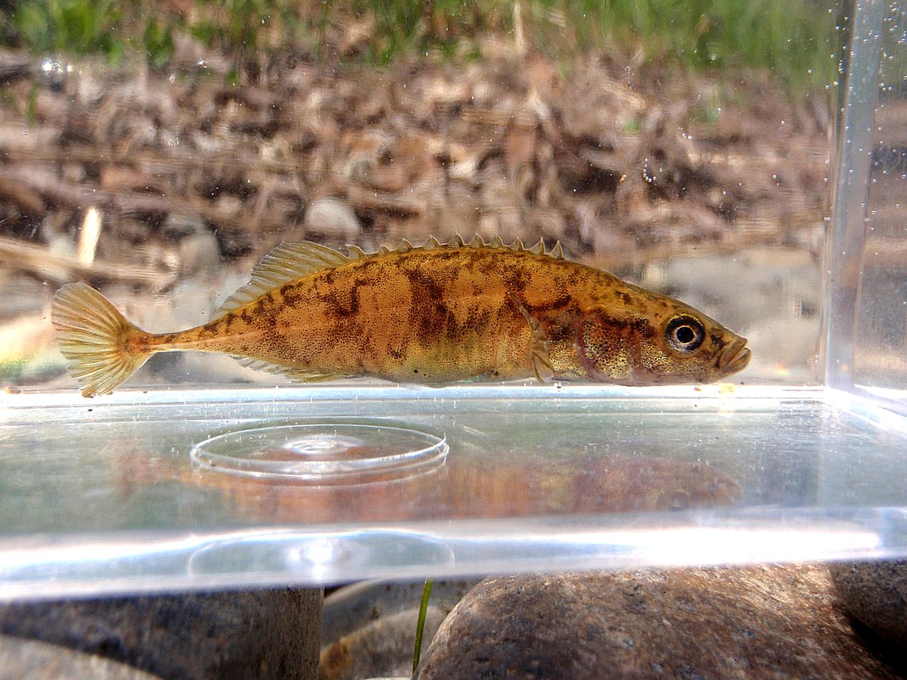 川採集 北海道 その13 十勝川水系 18 5 12 たけろぐ