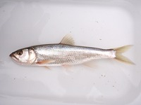 P8110303_hasu-2
