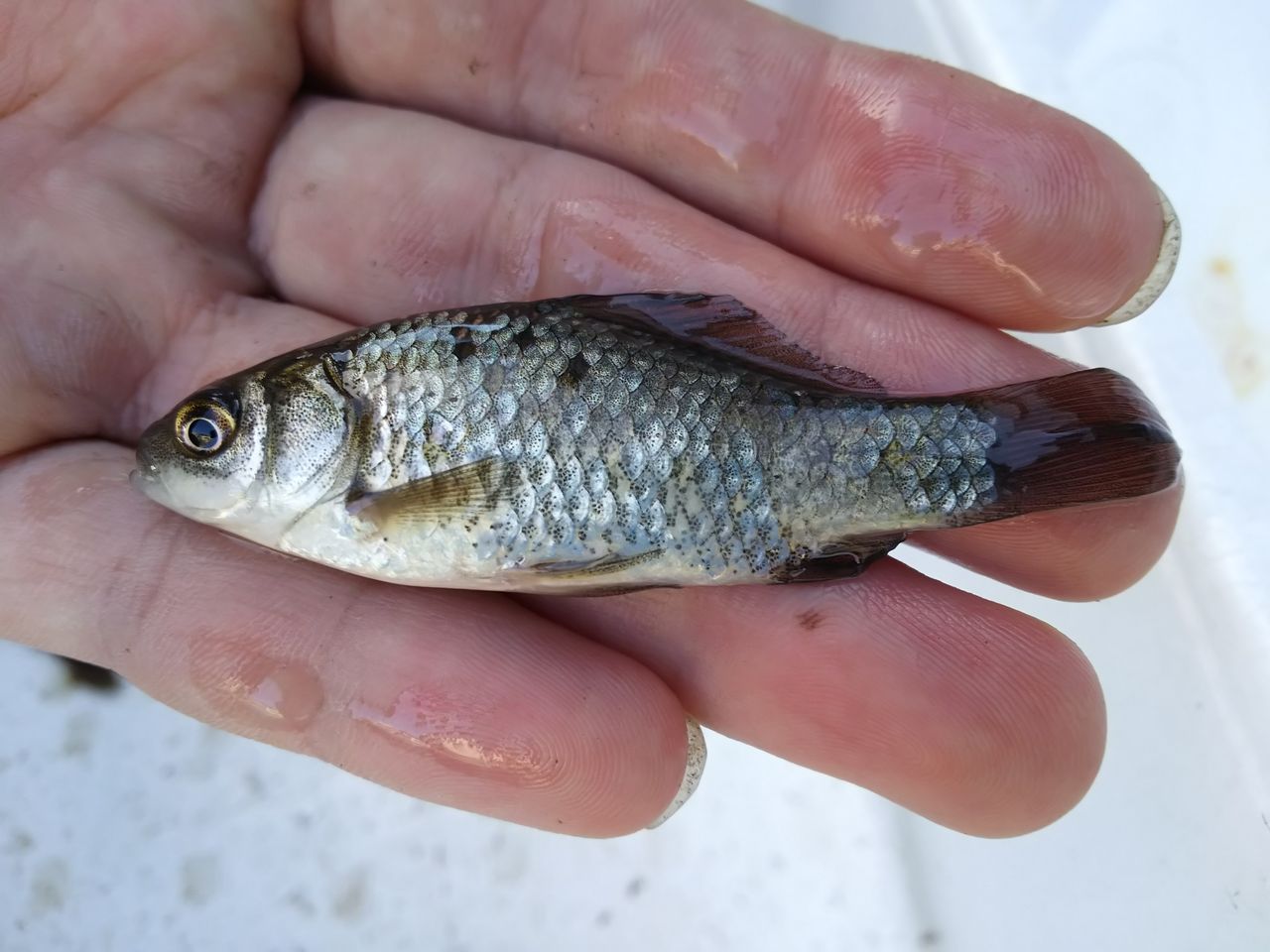 川採集 神奈川県 16 1 11 たけろぐ
