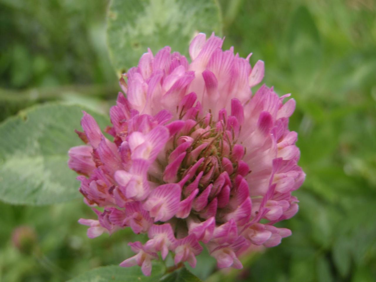 ムラサキツメクサ アカツメクサ たけろぐ