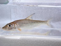 P8110261_nigoi-2