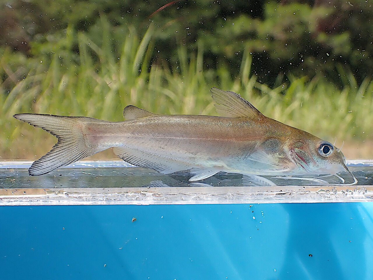 SHU様 確認用　5.8 catfish SHU様 確認用 5.8 catfish Catfish Fish Identification #13 (Rigs