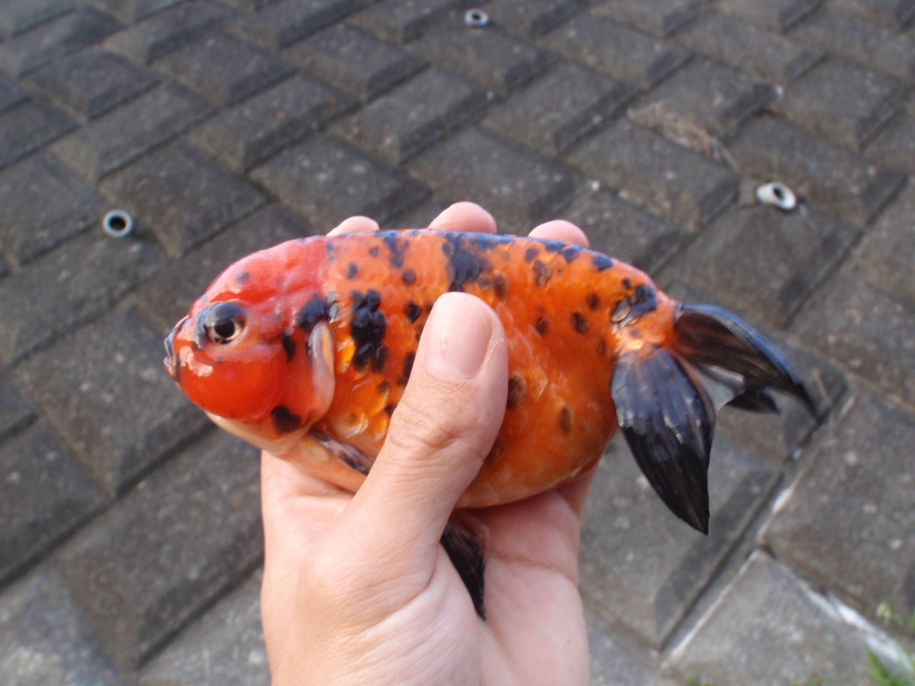 フナ属