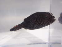 P2180278_fugu