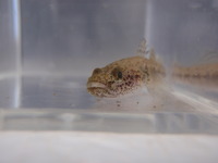 P8200652_sumiukigori2
