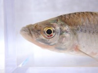 P8110251_motsugo-2
