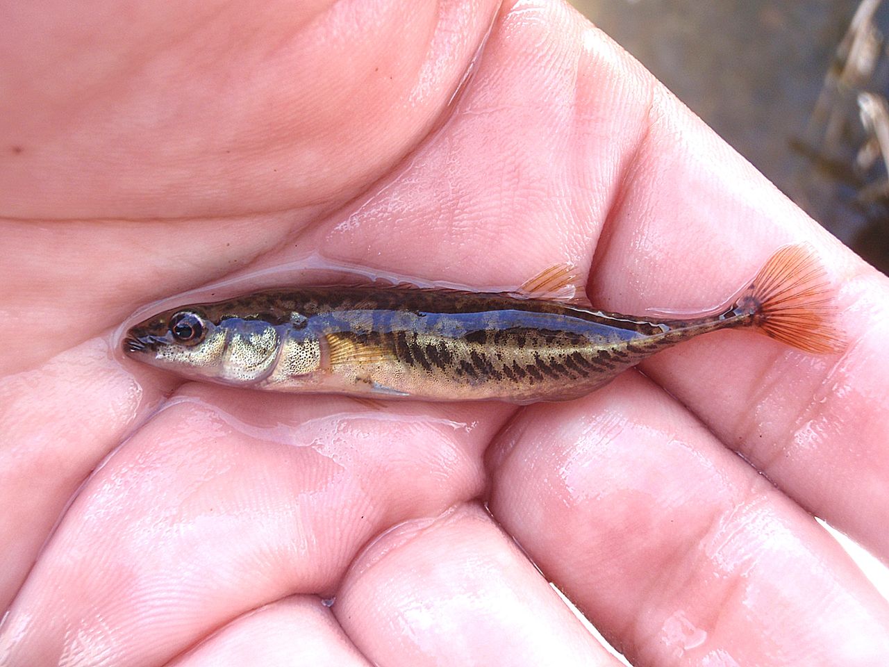 川採集 北海道 その8 18 4 26 たけろぐ