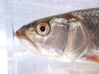 P8110284_hasu-2