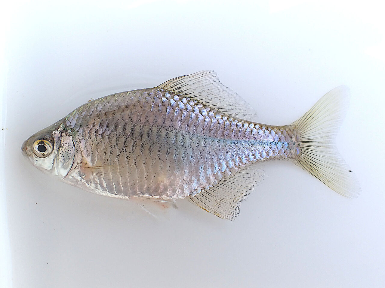 タナゴd Amazon.co.jp: Marufuji(マルフジ) T-071 特選タナゴ糸