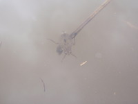 P8200618_kooimushi1