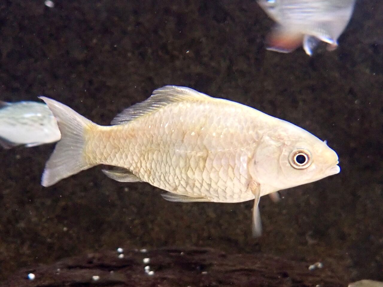 フナ属