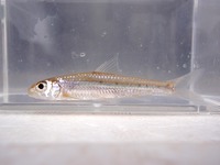 P8200640_sugomoroko1-2