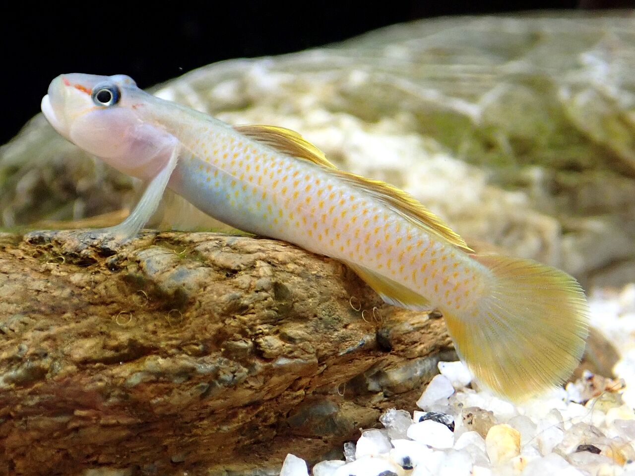 よしのぼり プロフ必読 様 ヨシノボリ属