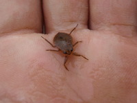 P8200619_kooimushi2