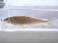 P8110269_sugomoroko-2