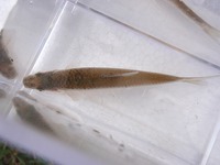 P8110252_motsugo-2