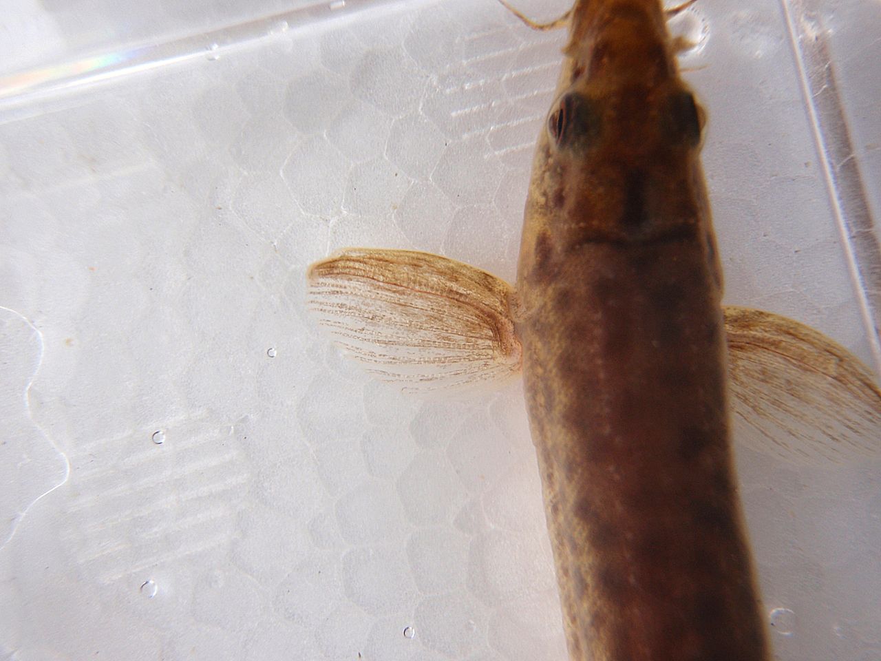 ドジョウ キタドジョウ カラドジョウ たけろぐ