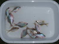 P8150513_tairikubaratanago