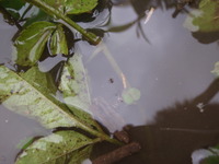 P8200621_katabiroamenbo1