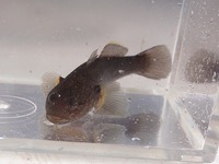 P8200657_numachichibu1-2