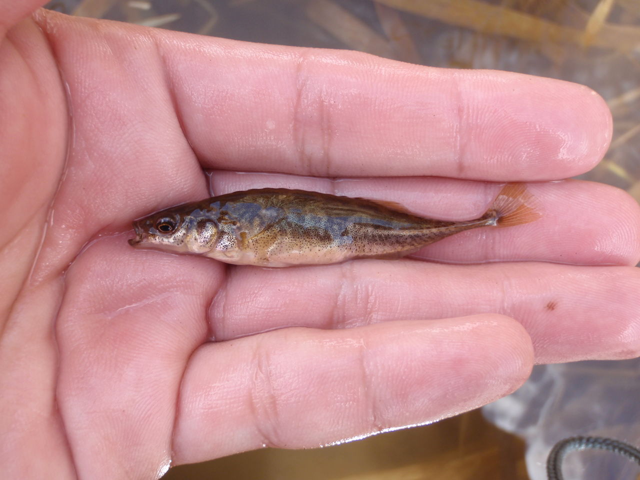 川採集 北海道 その3 18 4 16 たけろぐ