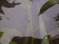 P8200622_katabiroamenbo2
