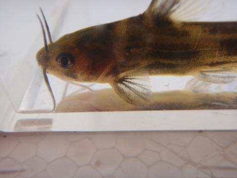 P1230306_korai4