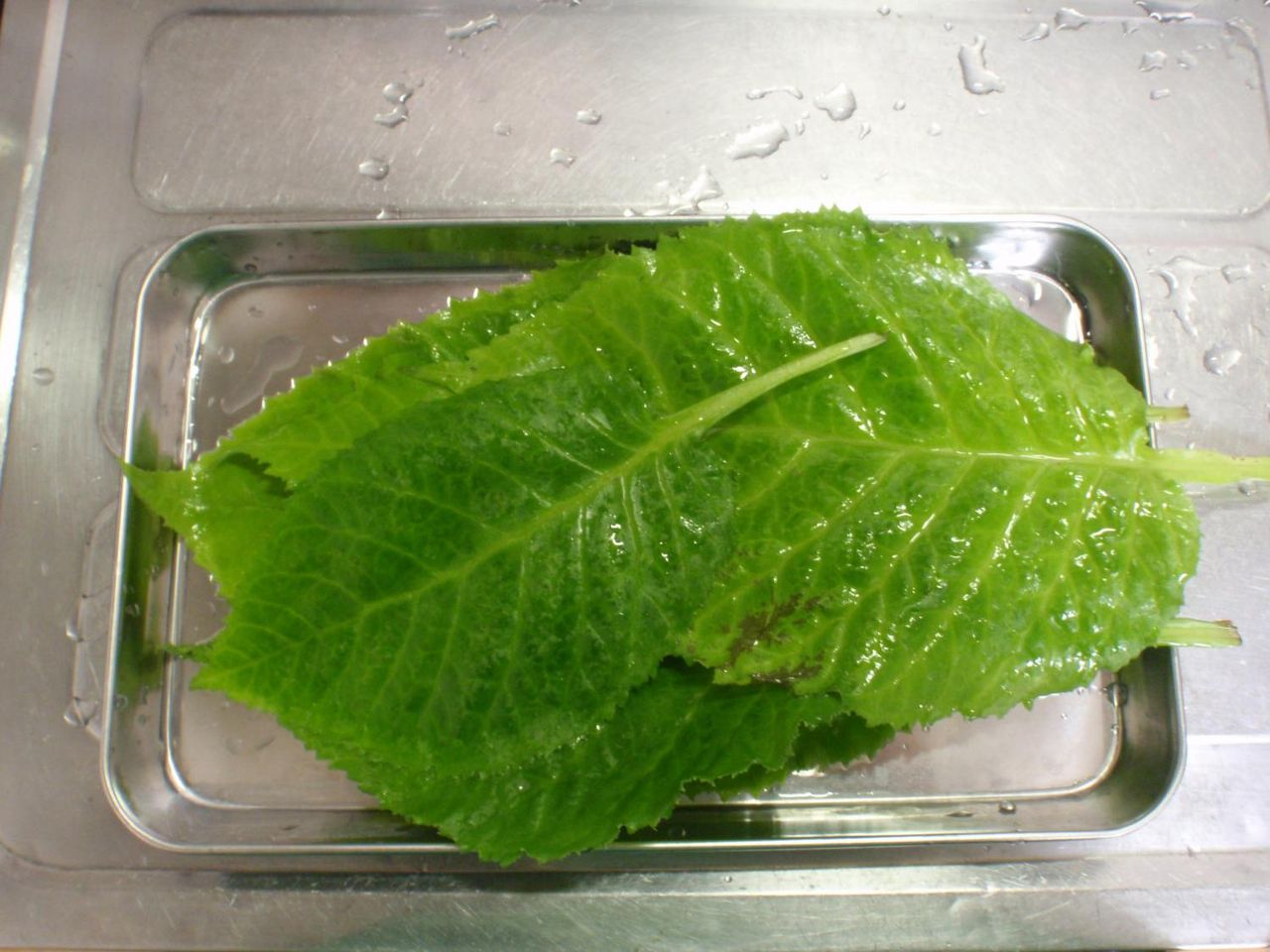 山菜 イワタバコ たけろぐ