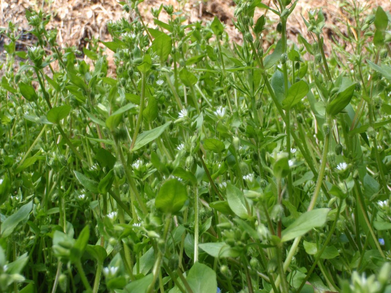 山菜 ハコベ類 たけろぐ