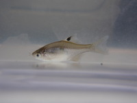 P8160573_tairikubaratanago