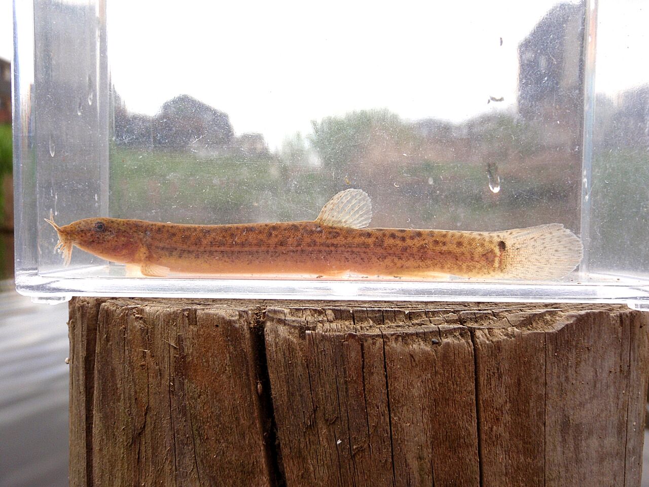 Ingomaurer 様専用 Mesotopus tarandus Congo ドジョウ属