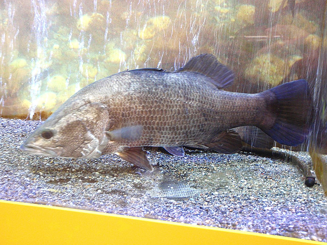 【超特価!!】高知県産アカメ約16cmと約15.5cm 2匹セット Ｃａｒｒｏｚｚｅｒｉａカロッツェリア ＴＳ－Ｚ１７１ＰＲＳ １個